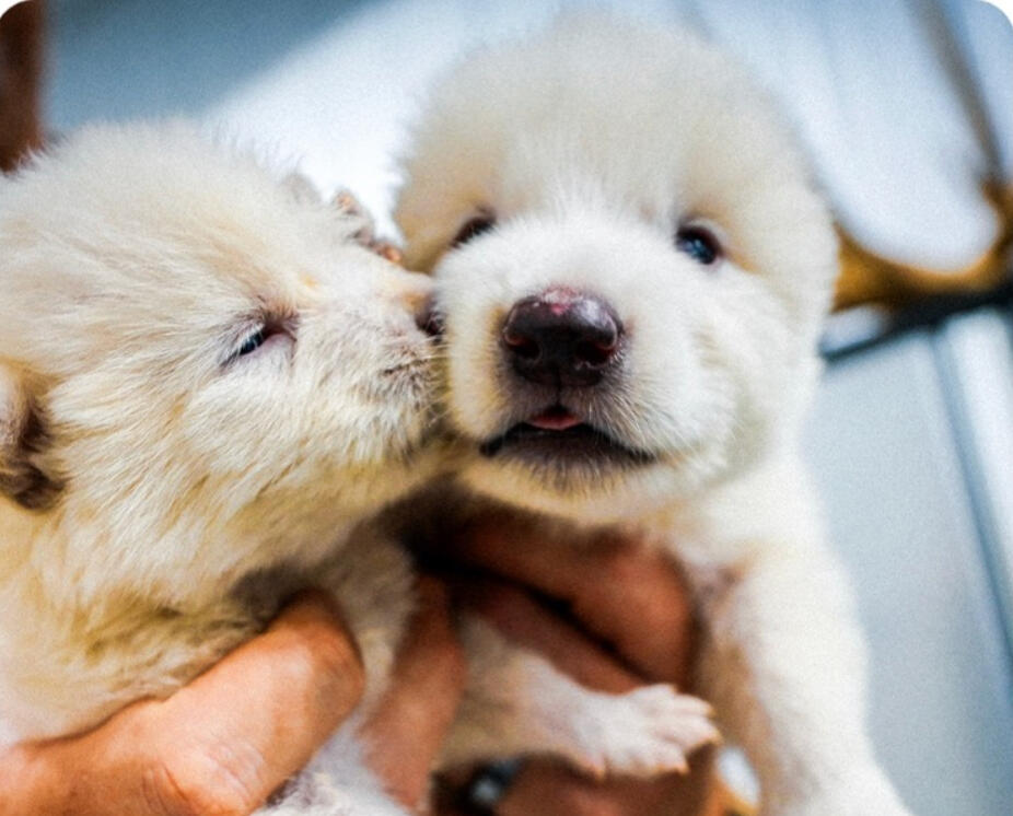 The Dire Wolves at Colossal Biosciences